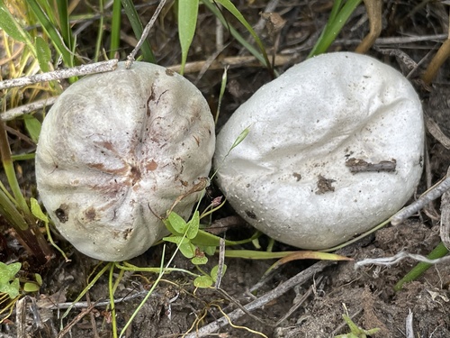 iNaturalist observation photo of Bovista sp. 'CA01'