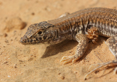 Acanthodactylus boskianus
