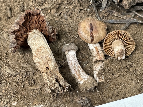 iNaturalist observation photo of Cortinarius bridgei