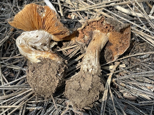iNaturalist observation photo of Phlegmacium vernalidistinctum