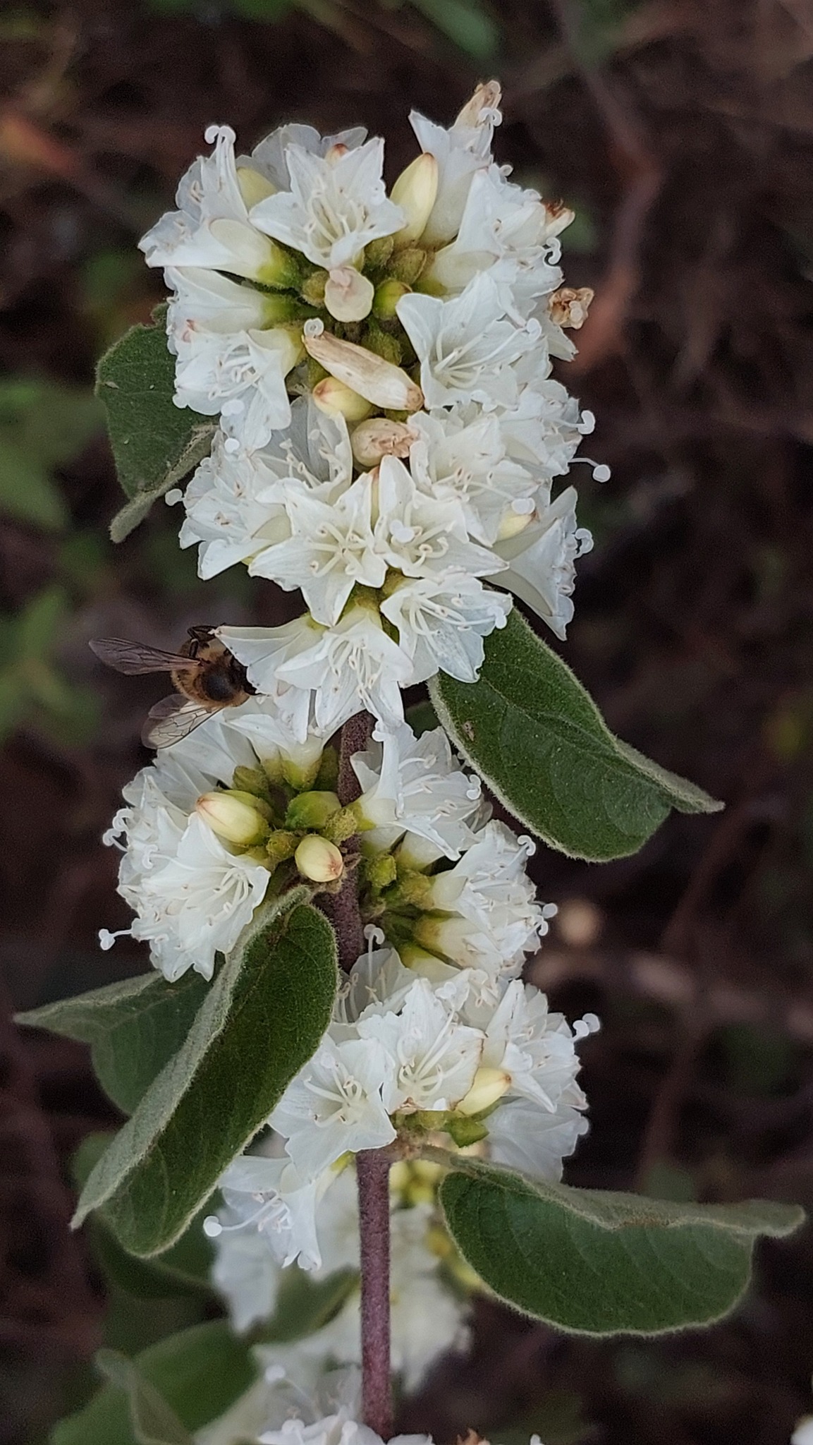 Jacquemontia nodiflora