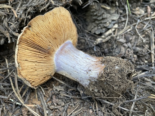 iNaturalist observation photo of Phlegmacium vernalidistinctum