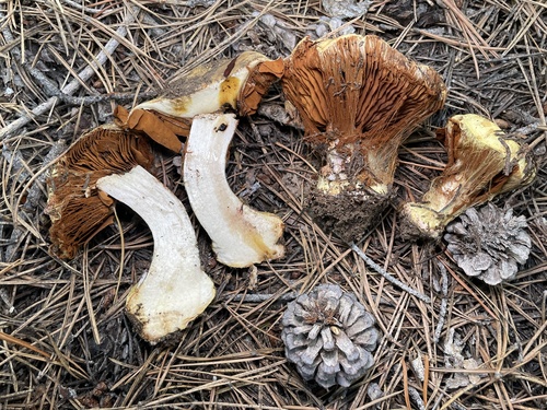 iNaturalist observation photo of Calonarius saxamontanus