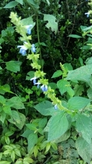 Salvia xalapensis