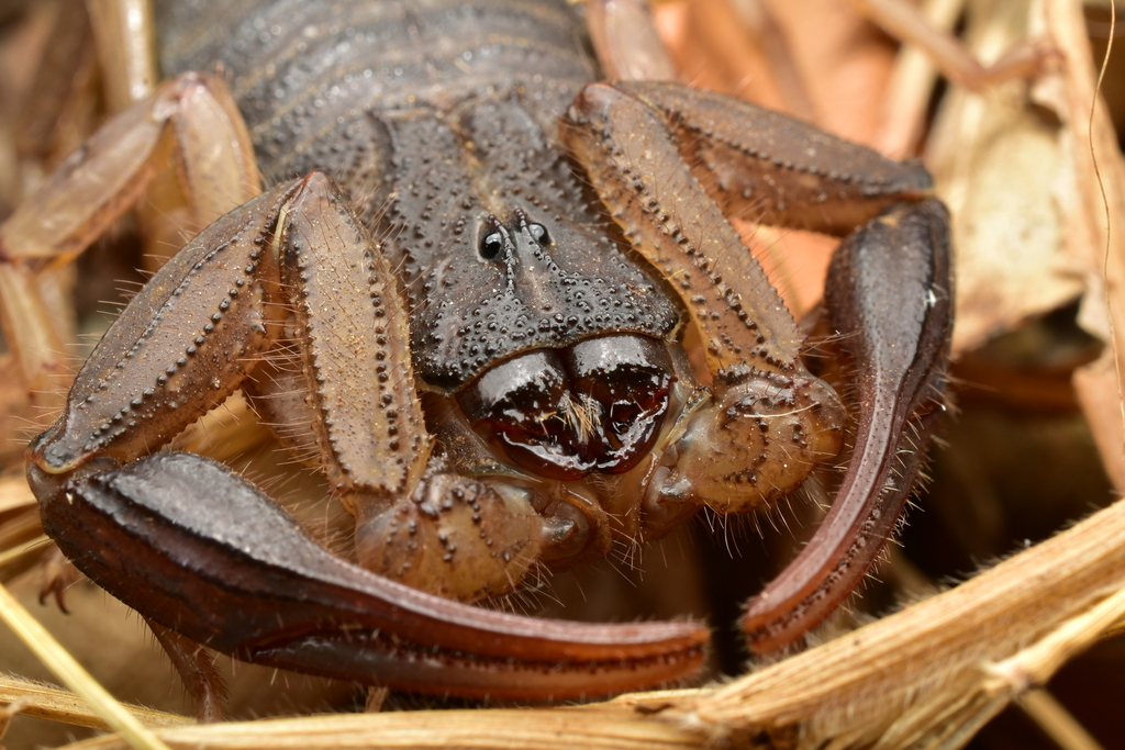 Centruroides edwardsii from San José, Atenas, Purires, Costa Rica on