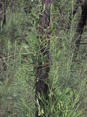 Billardiera macrantha