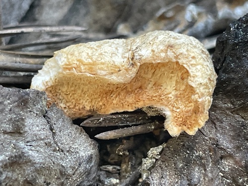 iNaturalist observation photo of Spongiporus leucospongia