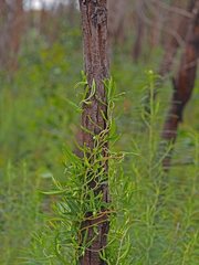 Billardiera macrantha