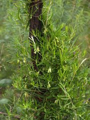 Billardiera macrantha