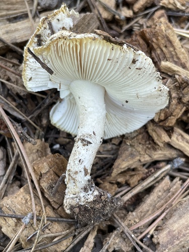 iNaturalist observation photo of Amanita alpinicola