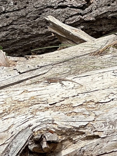 iNaturalist observation photo of Common Sagebrush Lizard