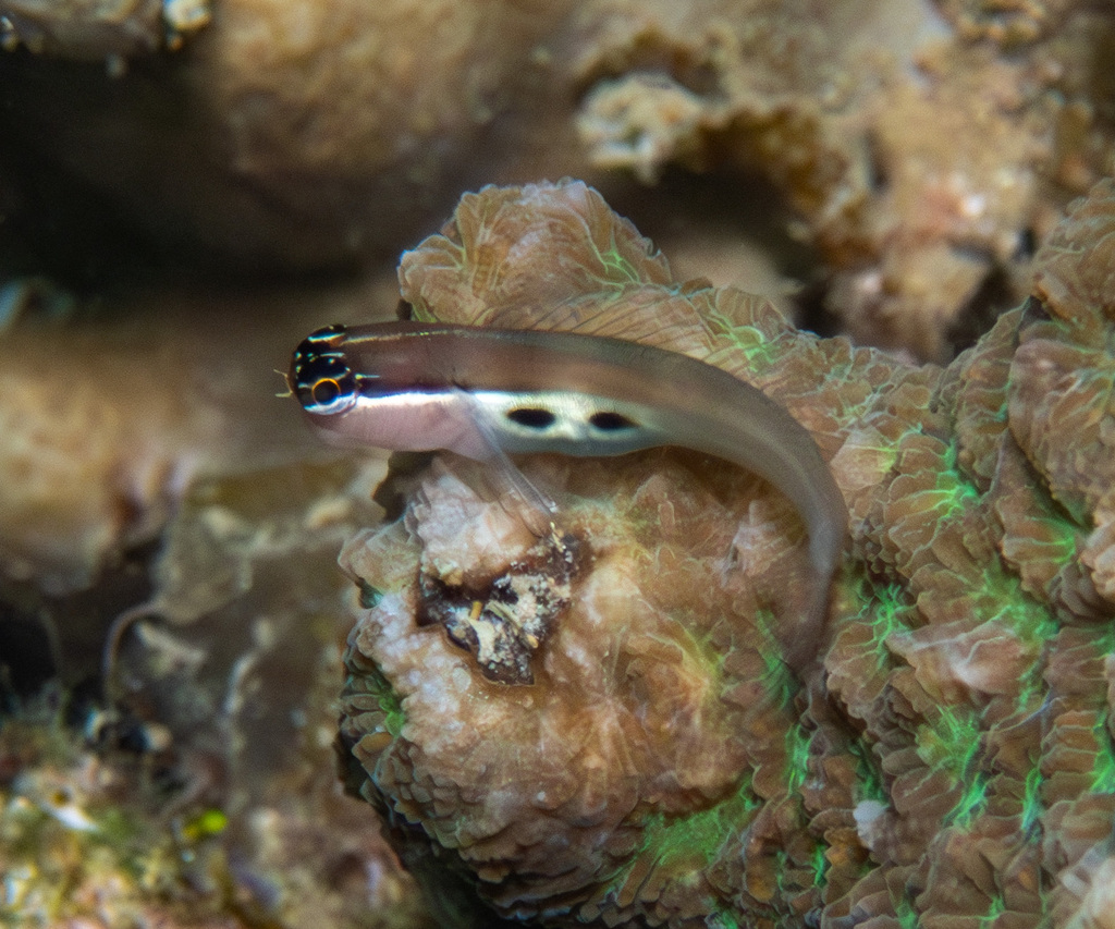 Twinspot Blenny