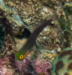 Java Combtooth Blenny photo 3