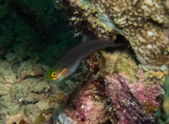 Java Combtooth Blenny photo 4