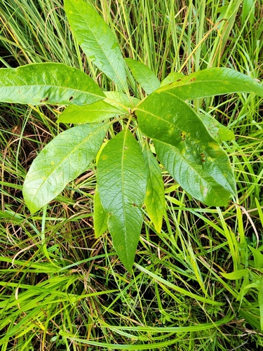 Image of Leitneria floridana by (c) Scott Allen Davis, some rights reserved (CC BY)