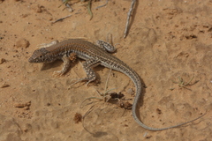 Acanthodactylus boskianus