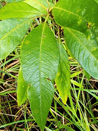Image of Leitneria floridana by (c) Scott Allen Davis, some rights reserved (CC BY)
