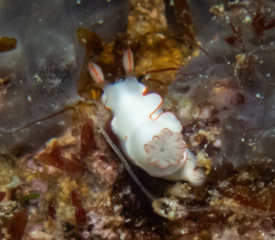 Thorunna furtiva