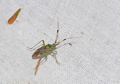 Pseudopantilius australis