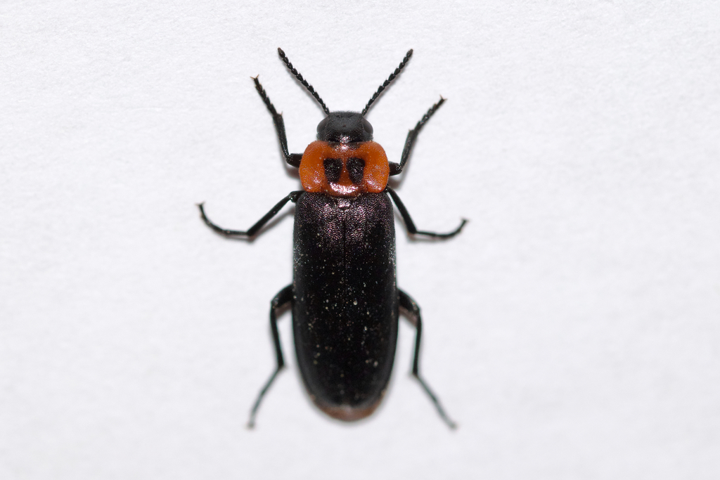 Collared False Darkling Beetle