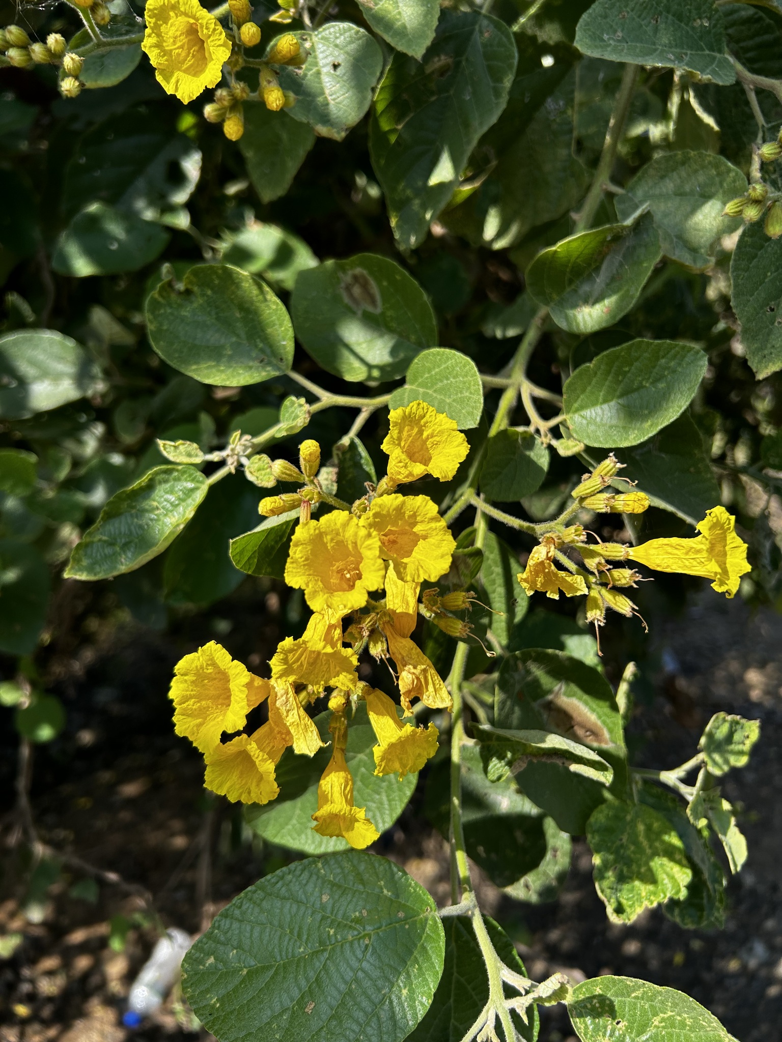 Cordia lutea image