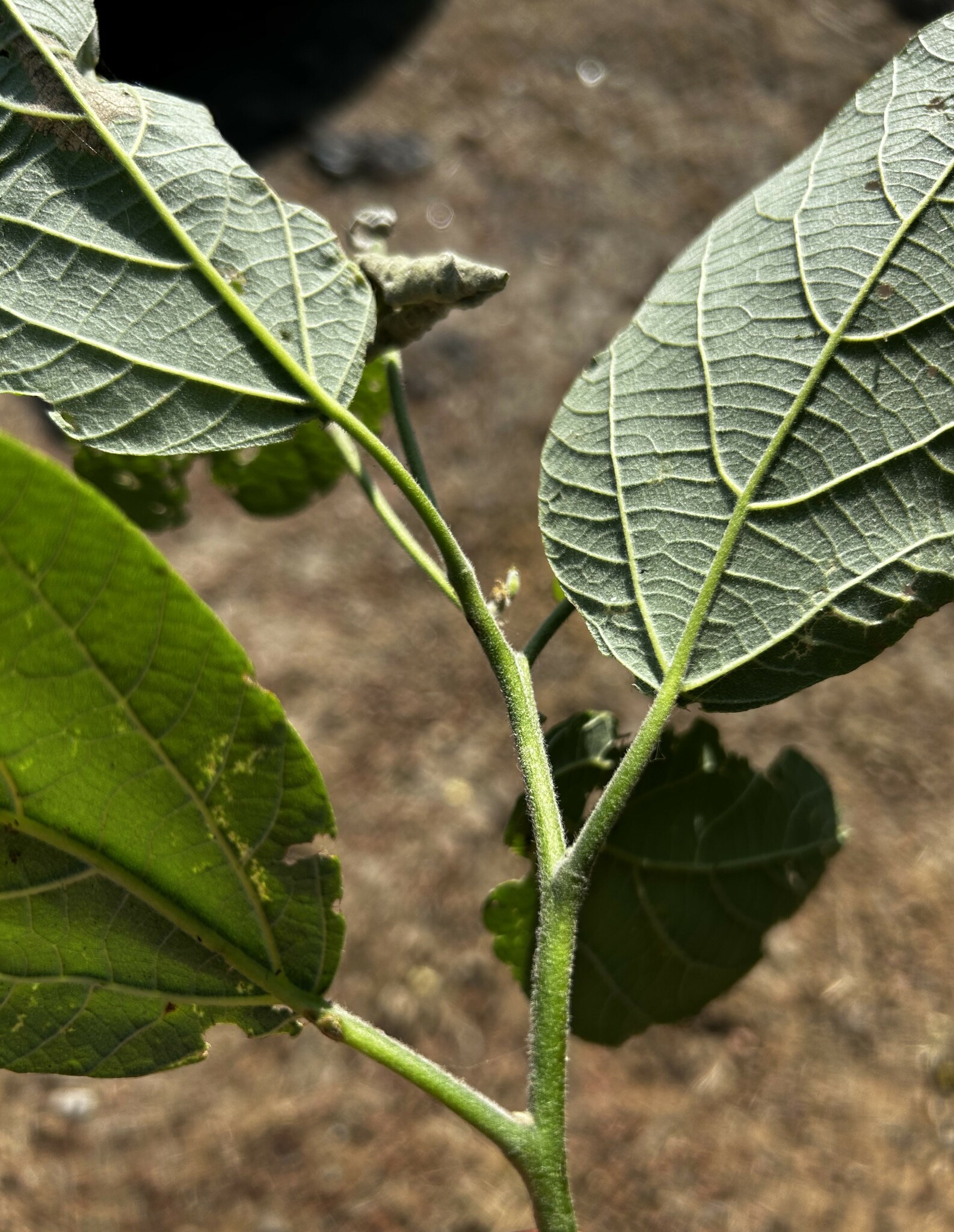 Cordia image