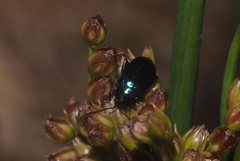 Arsipoda chrysis