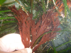 Callophyllis violacea