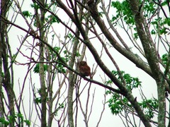 Glaucidium
