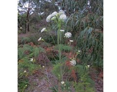 Trachymene composita
