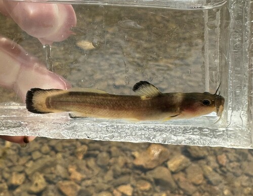 Slender madtom (Noturus exilis) — Ictaluridae — 4