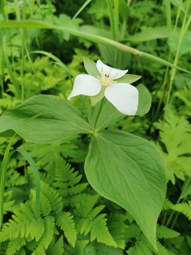 Image of Trillium camschatcense by (c) Алина Плебейко, some rights reserved (CC BY)