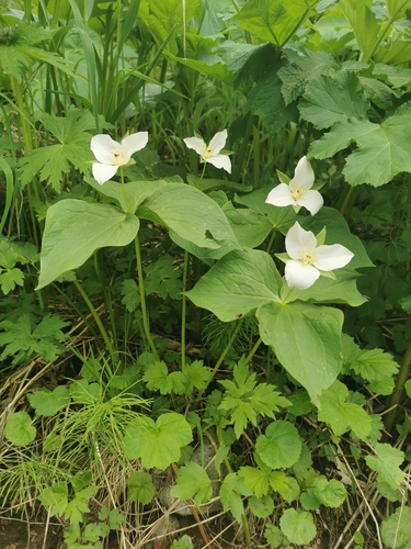 Image of Trillium camschatcense by (c) Алина Плебейко, some rights reserved (CC BY)