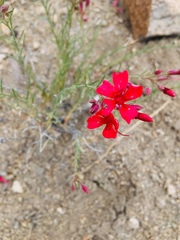 Ipomopsis tenuifolia