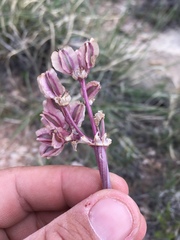 Vesper constancei
