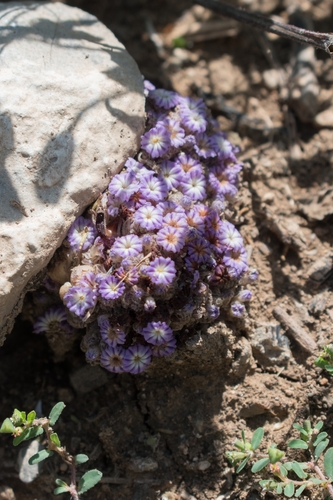 Lennoa madreporoides (Lennoa madreporoides)