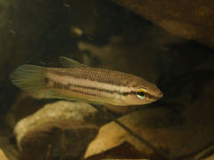 Penang Betta photo 2