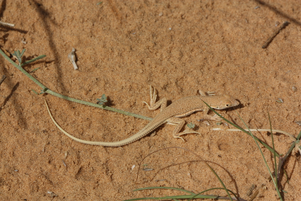 Egyptian Fringe-Fingered Lizard
