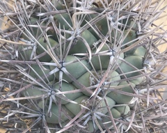 Coryphantha poselgeriana