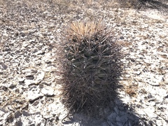 Coryphantha poselgeriana