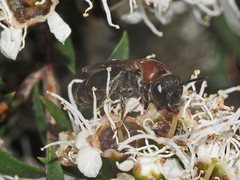 Euryglossa ephippiata