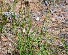 Rhynchospora megalocarpa