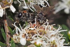 Euryglossa ephippiata