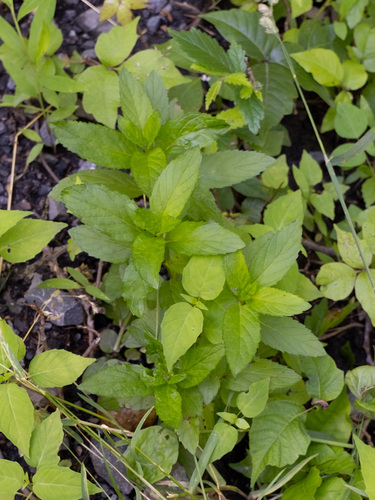 Pfefferminze (Mentha × piperita): Herkunft und Verwendung — Foto 1