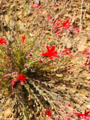 Ipomopsis tenuifolia