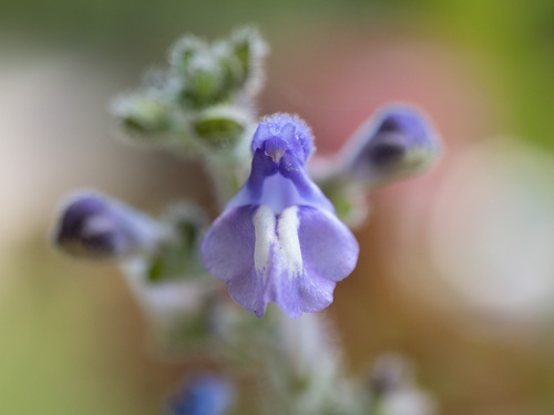 Scutellaria ovata ssp. rugosa