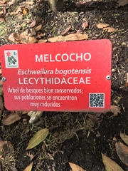 Eschweilera bogotensis