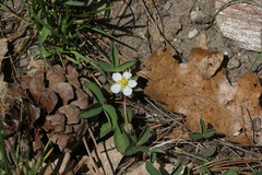 Fragaria virginiana glauca