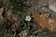 Fragaria virginiana glauca