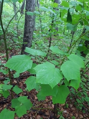 Acer tegmentosum